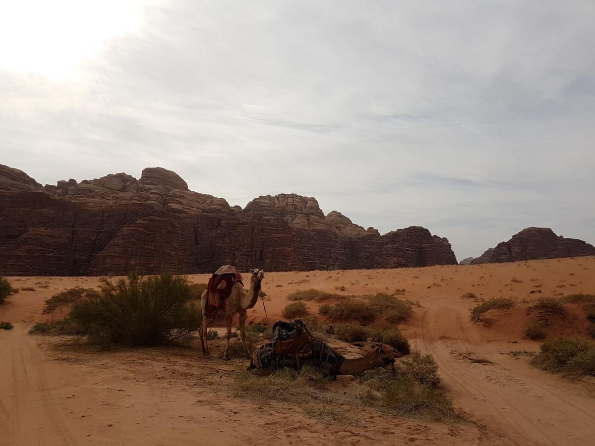 Wadi Rum Nature Tours And Camp מראה חיצוני תמונה